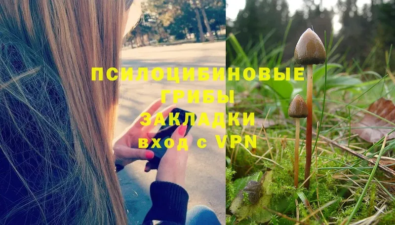 Псилоцибиновые грибы Psilocybine cubensis  Нестеров 